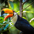 Toucan.jpg