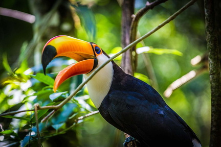 Toucan